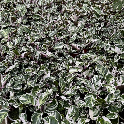 Calathea White Fusion Kalatea P9 #6