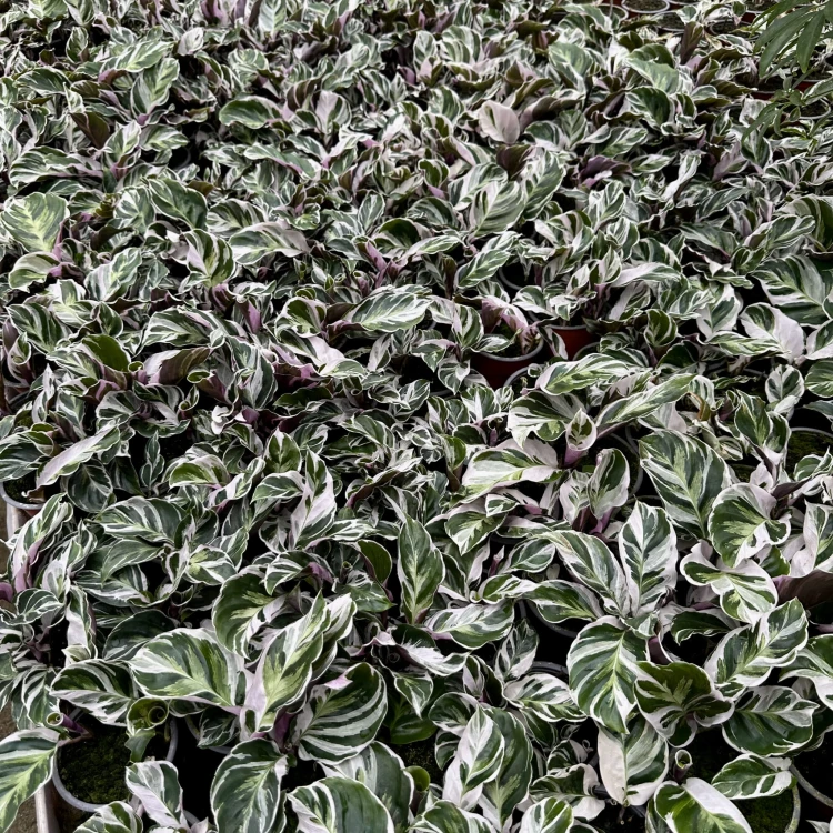 Calathea White Fusion Kalatea P9