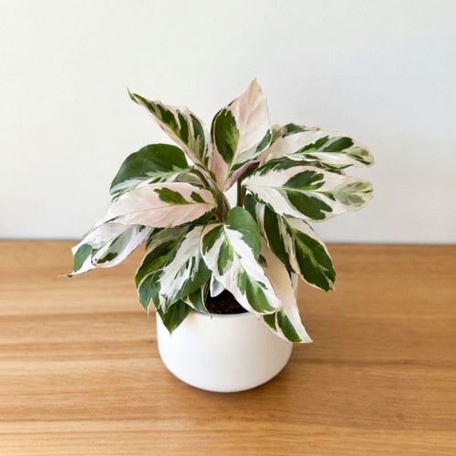 Calathea White Fusion Kalatea P11 #1