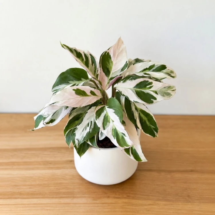 Calathea White Fusion Kalatea P11 #1