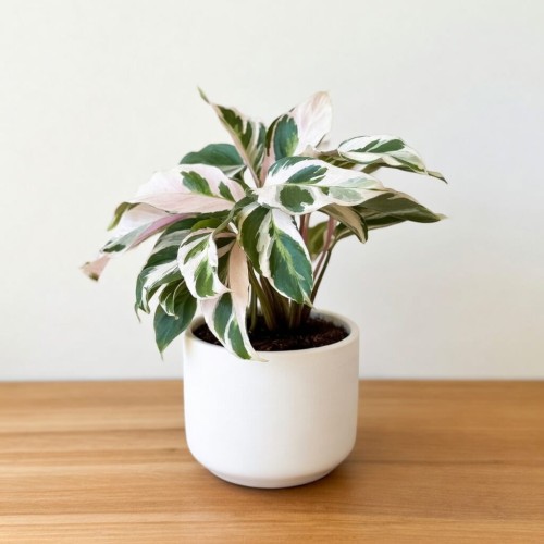 Calathea White Fusion Kalatea P11 #2