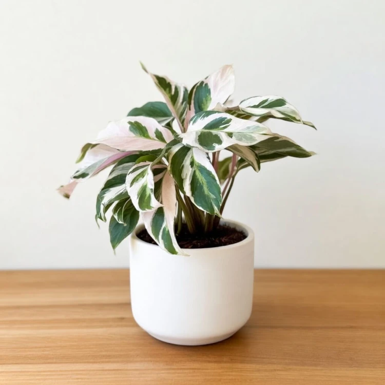 Calathea White Fusion Kalatea P11 #2
