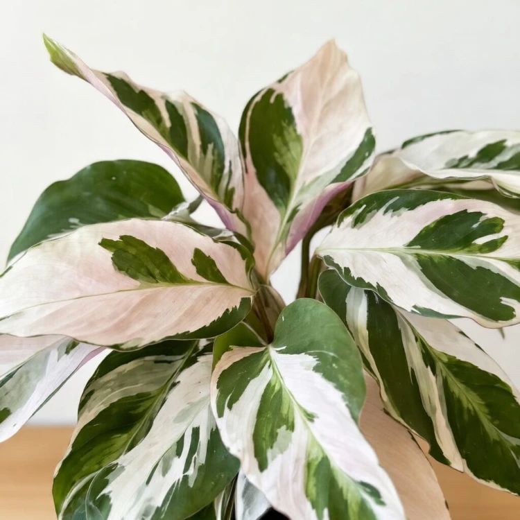 Calathea White Fusion Kalatea P11 #3