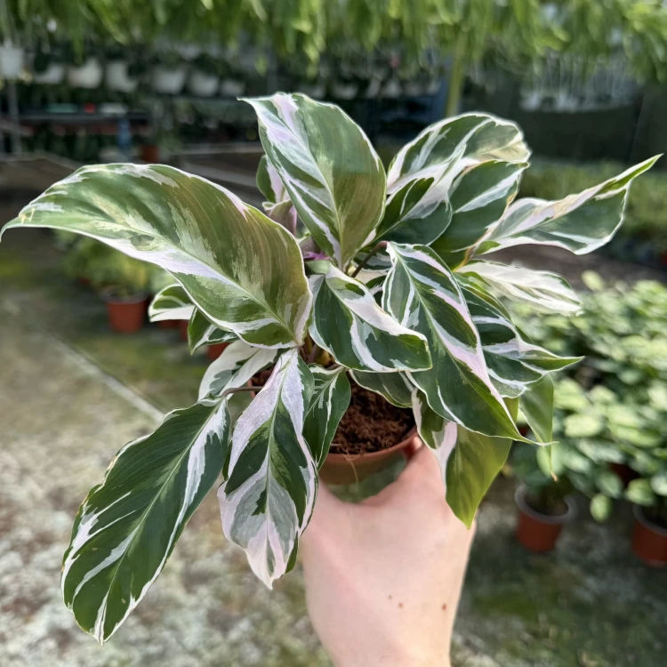 Calathea White Fusion Kalatea P11 #6