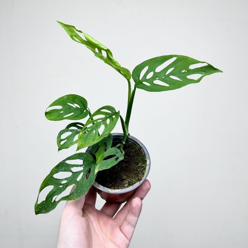 Monstera adansonii var. laniata P9 #1