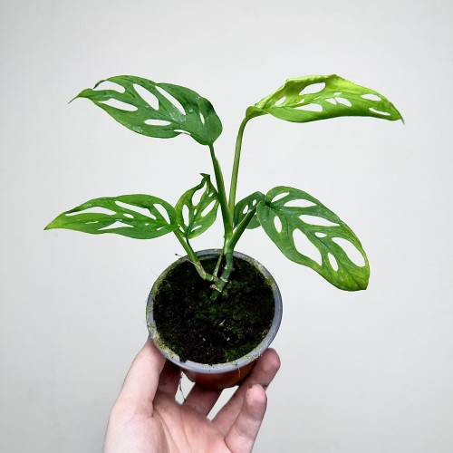 Monstera adansonii var. laniata P9 #2