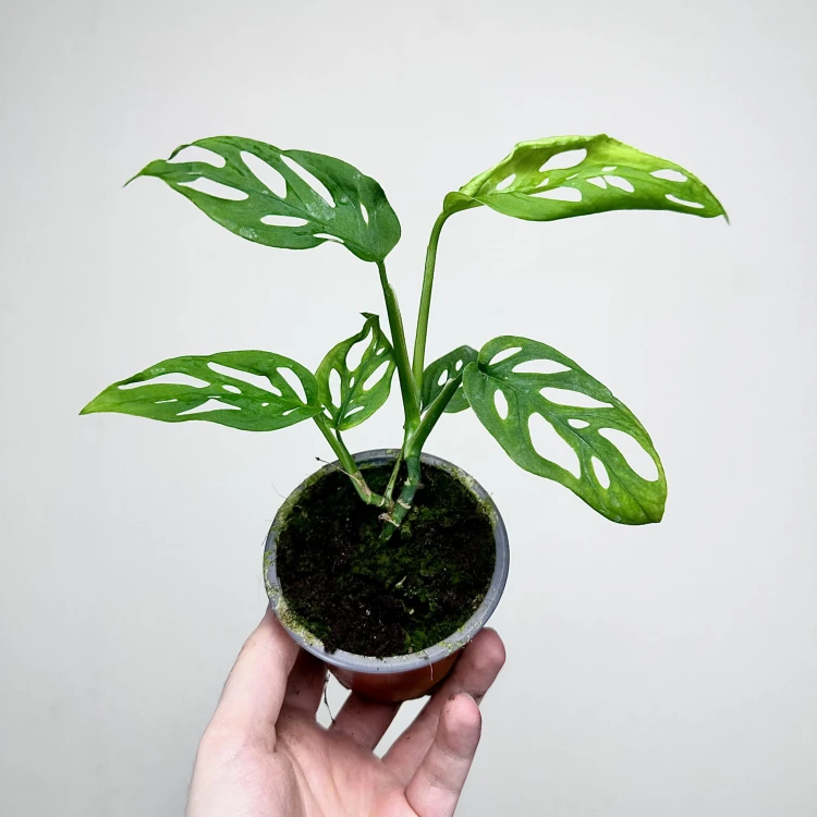 Monstera adansonii var. laniata P9 #2