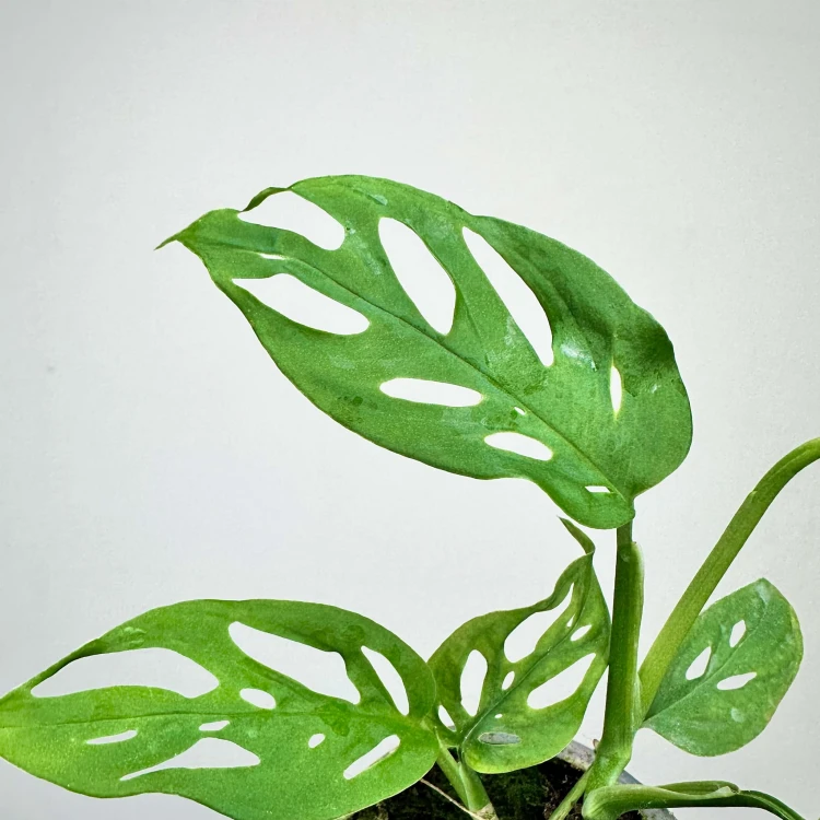 Monstera adansonii var. laniata P9 #3