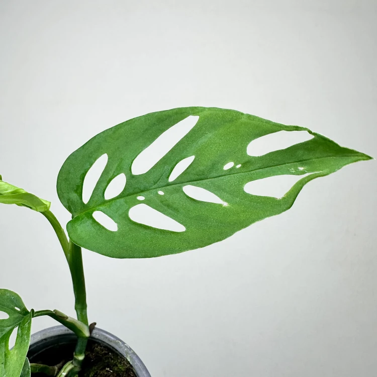 Monstera adansonii var. laniata P9 #4