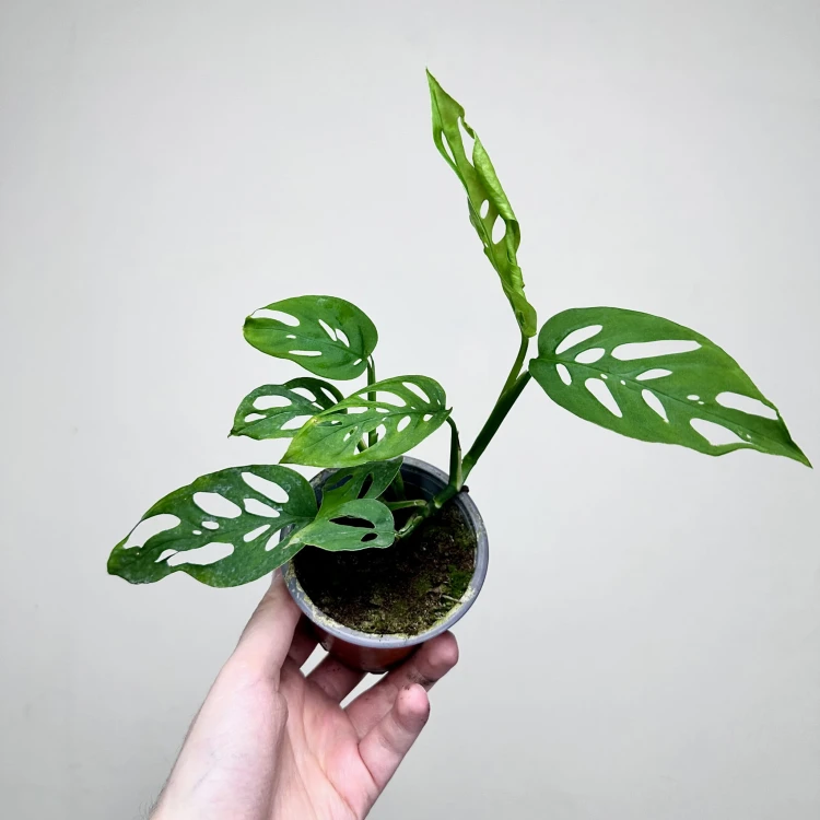 Monstera adansonii var. laniata P9 #5