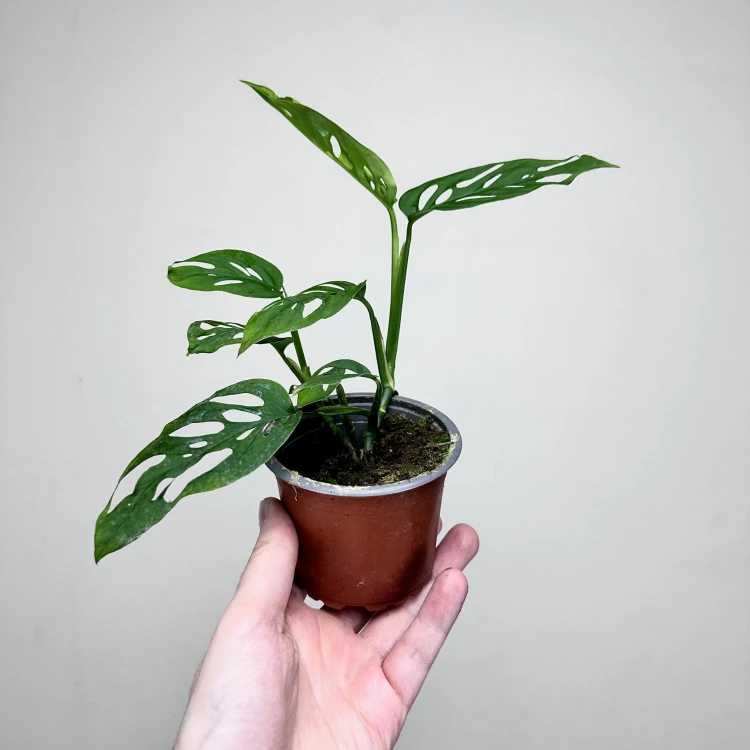 Monstera adansonii var. laniata P9 #6