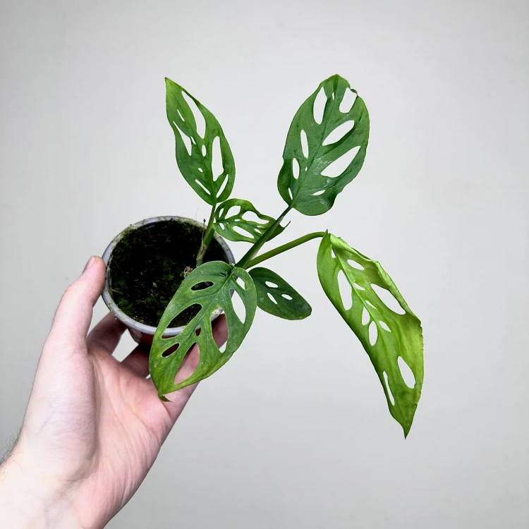 Monstera adansonii var. laniata P9 #7