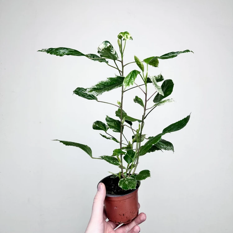 Hibiscus Variegata Hibiskus P9 #3