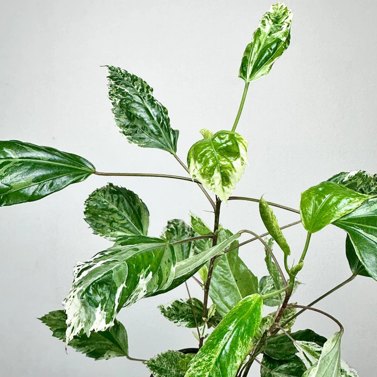 Hibiscus Variegata Hibiskus P9 #4