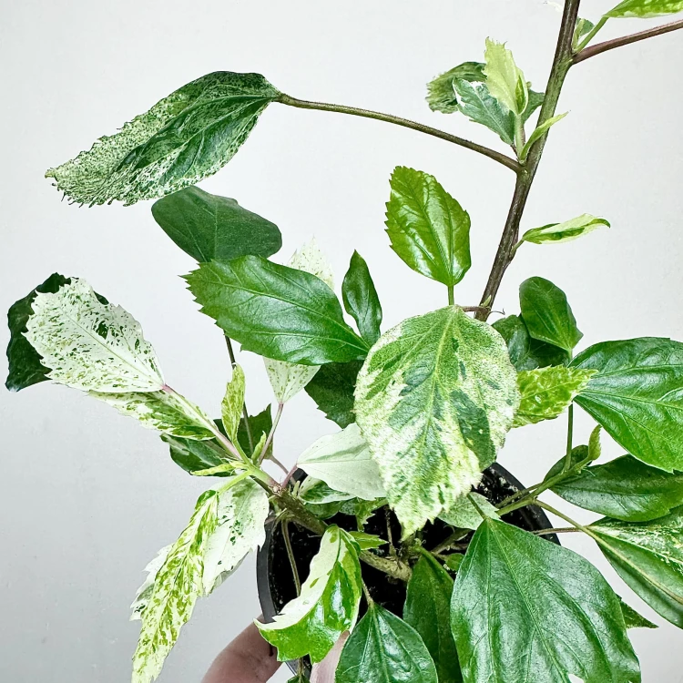 Hibiscus Variegata Hibiskus P9 #6