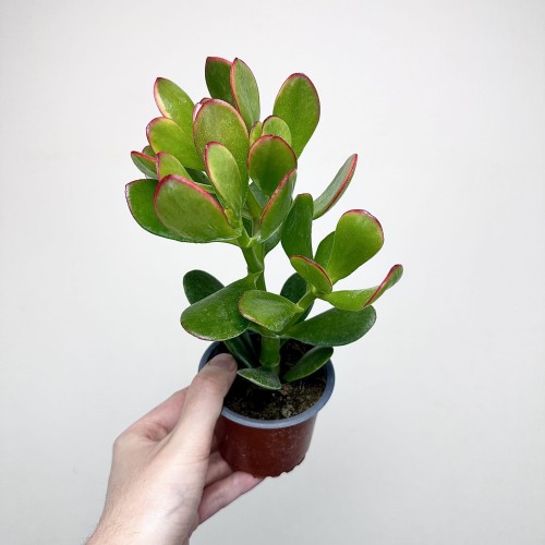 Crassula ovata Sunset Grubosz Drzewko Szczęścia P9 #1