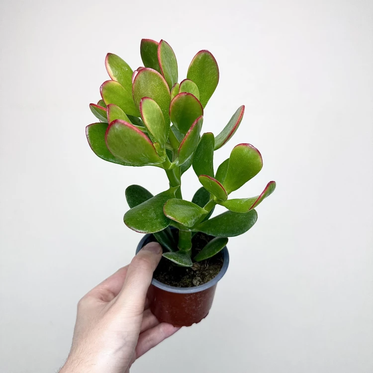 Crassula ovata Sunset Grubosz Drzewko Szczęścia P9 #1