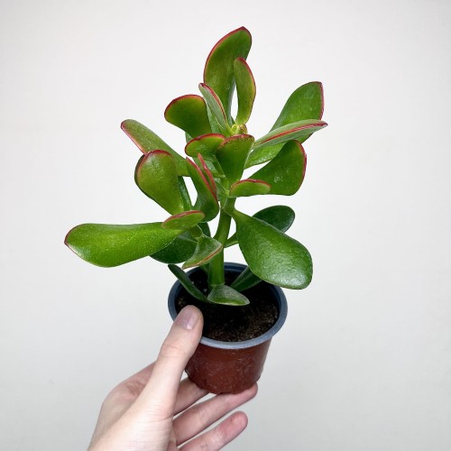 Crassula ovata Sunset Grubosz Drzewko Szczęścia P9 #2