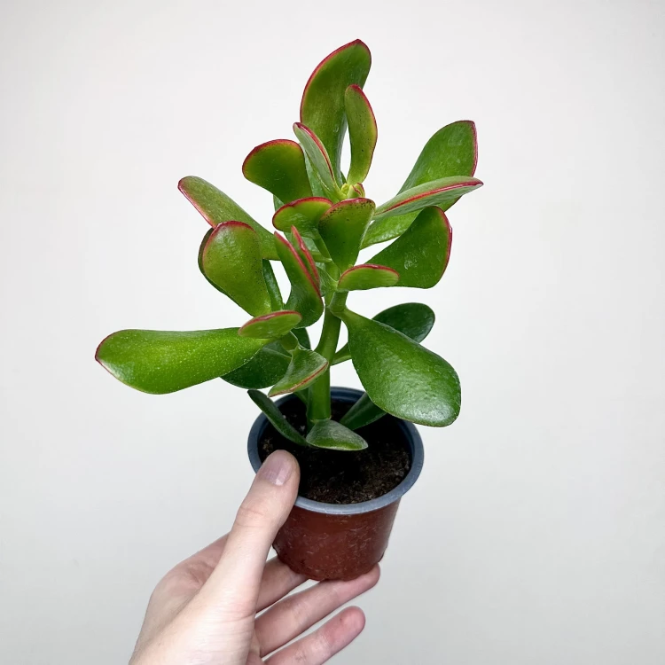 Crassula ovata Sunset Grubosz Drzewko Szczęścia P9 #2