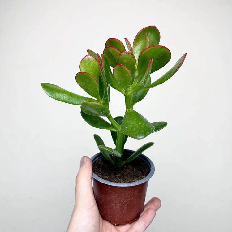 Crassula ovata Sunset Grubosz Drzewko Szczęścia P9 #3