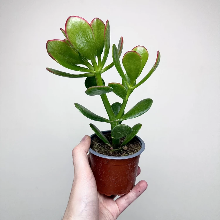 Crassula ovata Sunset Grubosz Drzewko Szczęścia P9 #4