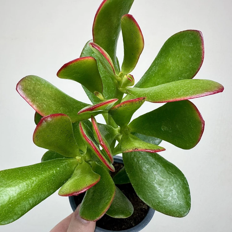 Crassula ovata Sunset Grubosz Drzewko Szczęścia P9 #5