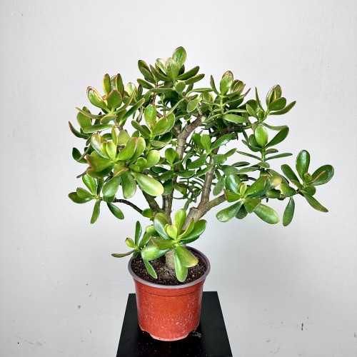 Crassula ovata Sunset Grubosz Drzewko Szczęścia XXL #1