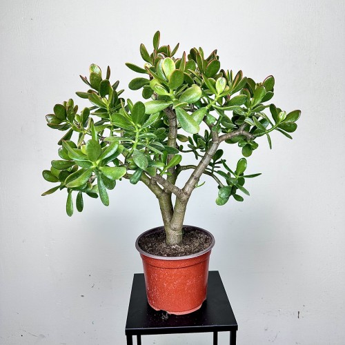 Crassula ovata Sunset Grubosz Drzewko Szczęścia XXL #2