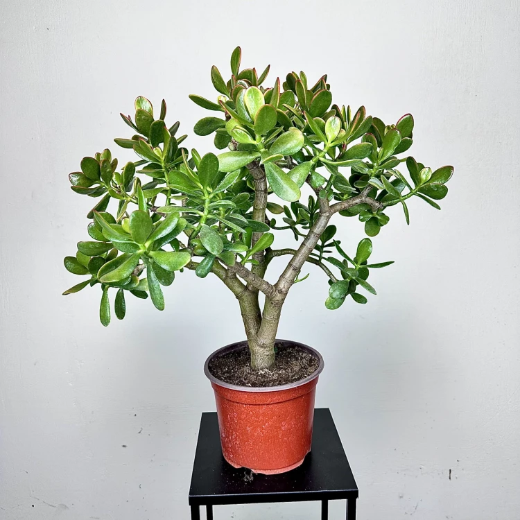 Crassula ovata Sunset Grubosz Drzewko Szczęścia XXL #2