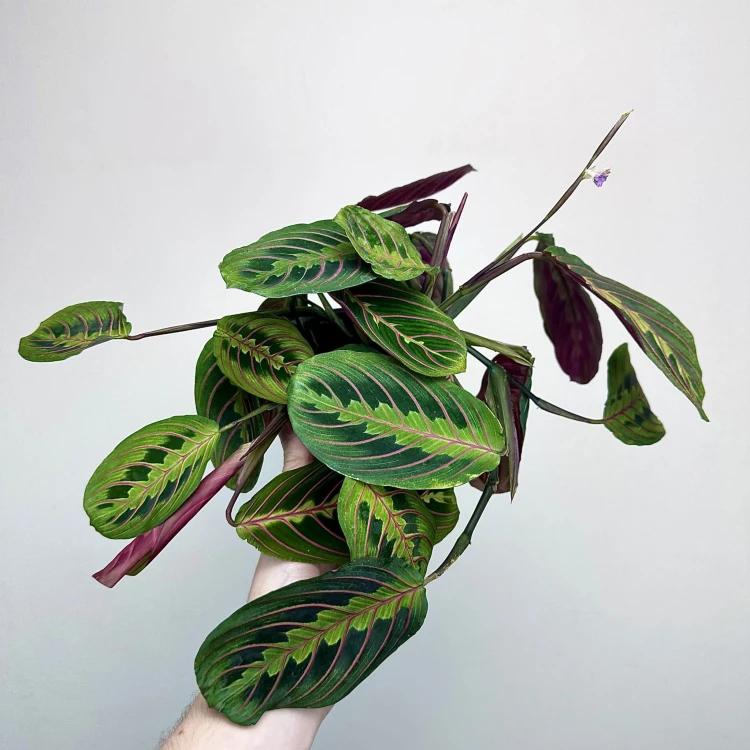 Maranta Leuconeura Fascinator Tricolor P12 #2