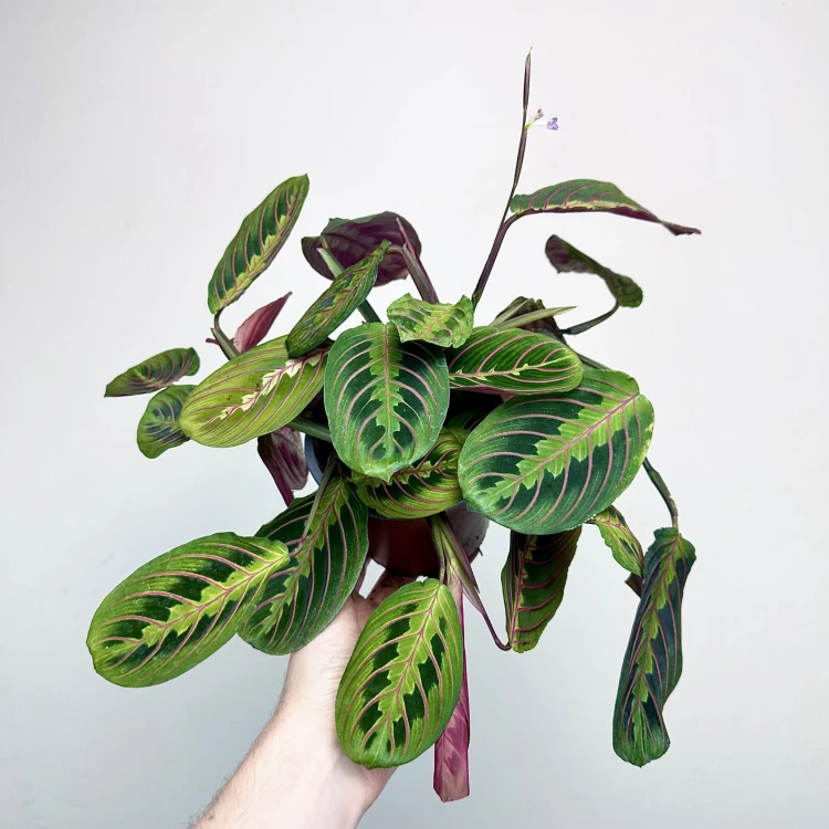 Maranta Leuconeura Fascinator Tricolor P12 #3