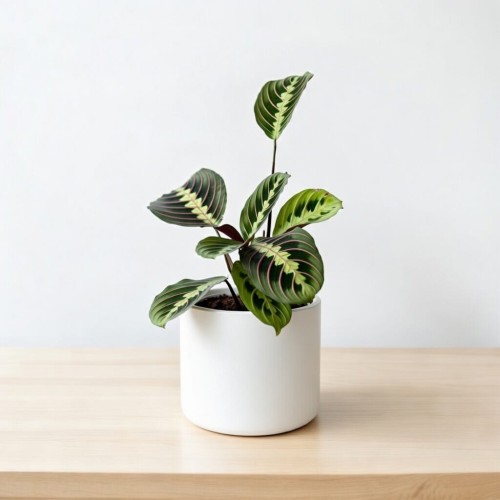 Maranta Leuconeura Fascinator Tricolor P9 #2