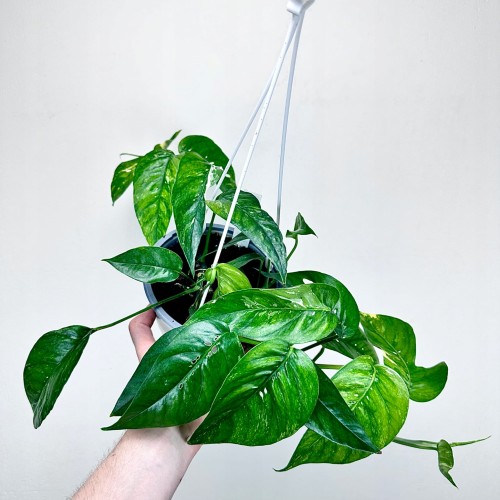 Epipremnum pinnatum Variegata P15 wisząca #1