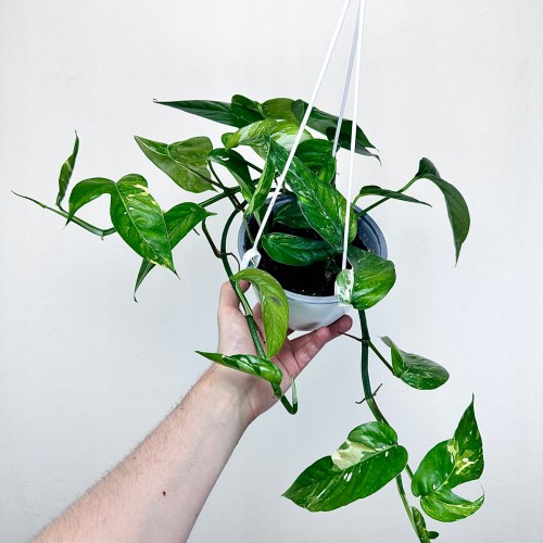 Epipremnum pinnatum Variegata P15 wisząca #2