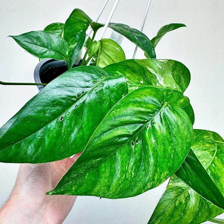Epipremnum pinnatum Variegata P15 wisząca #3