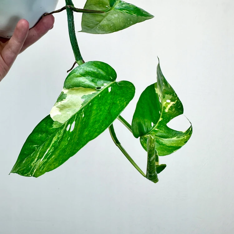 Epipremnum pinnatum Variegata P15 wisząca #4