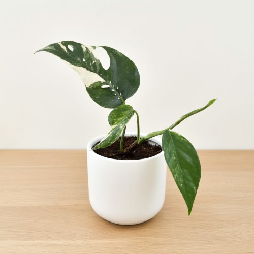 Epipremnum pinnatum Variegata P9 #1
