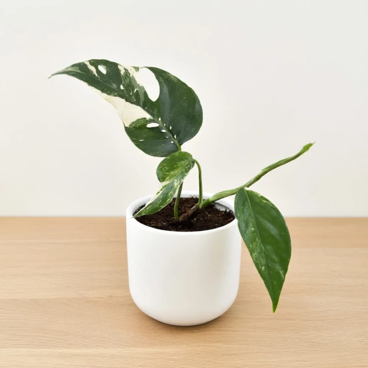 Epipremnum pinnatum Variegata P9 #1