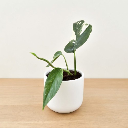 Epipremnum pinnatum Variegata P9 #2