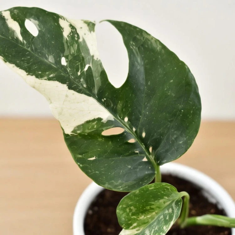 Epipremnum pinnatum Variegata P9 #3