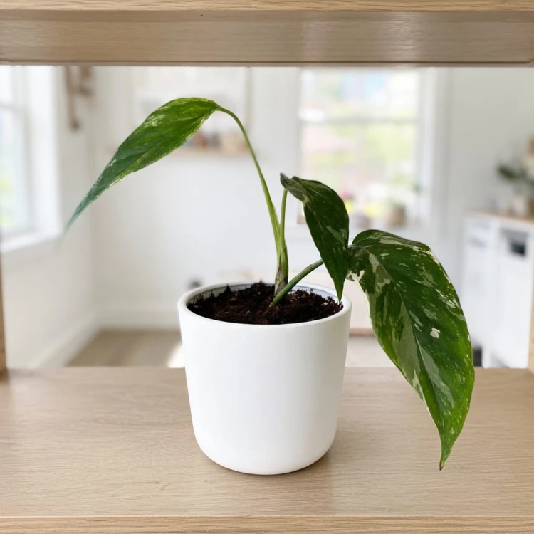 Epipremnum pinnatum Variegata P9 #4