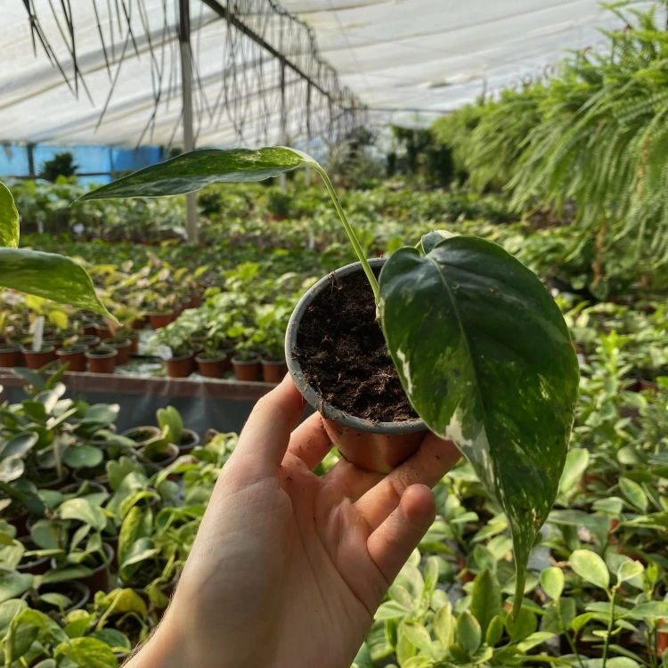 Epipremnum pinnatum Variegata P9 #5