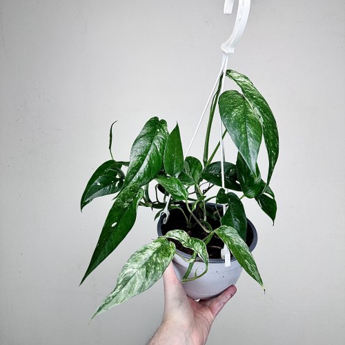 Epipremnum pinnatum Variegata P17 wisząca #1