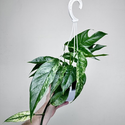 Epipremnum pinnatum Variegata P17 wisząca #2