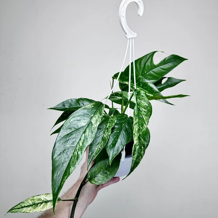 Epipremnum pinnatum Variegata P17 wisząca #2