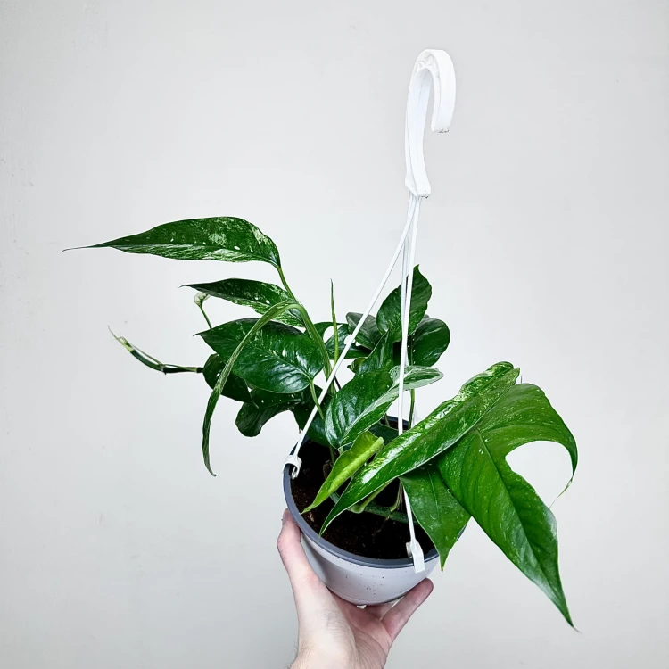 Epipremnum pinnatum Variegata P17 wisząca #3