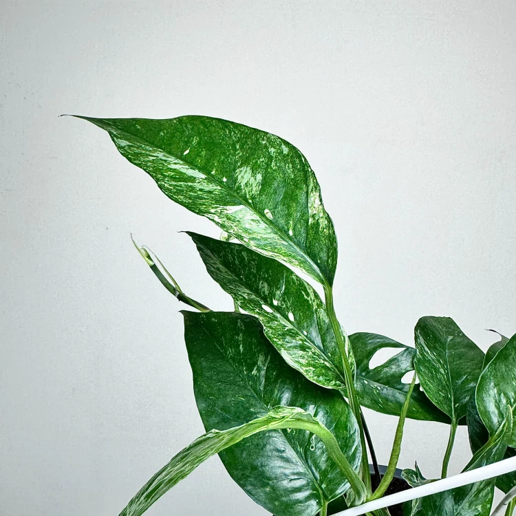 Epipremnum pinnatum Variegata P17 wisząca #4