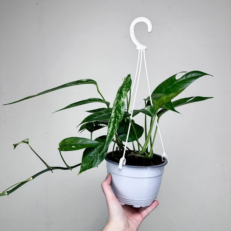 Epipremnum pinnatum Variegata P17 wisząca #5