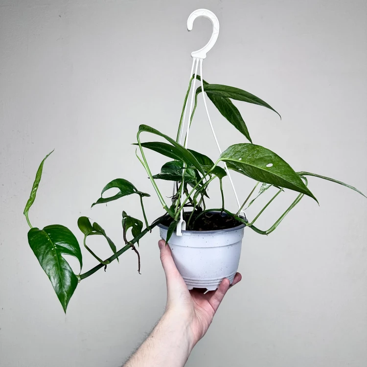 Epipremnum pinnatum Variegata P17 wisząca #6