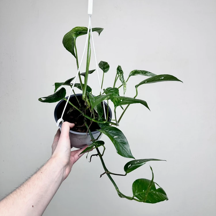 Epipremnum pinnatum Variegata P17 wisząca #7